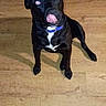 Midnight joined the competition — help win amazing prizes! alert, animal, black_dog, blue_collar, canine, companion, cute, dog, domestic, flash_eyes, funny_expression, household, indoor, pet, pet_indoor, playful, sitting, tongue_out, white_patch, wooden_floor