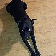 Midnight is registered to the contest to win money with this photo: alert, animal, black_dog, canine, companion, dog, domestic_animal, ears, flash, floor, indoor, looking_up, mammal, paw, pet, reflection, resting, shadow, stretching, wood_floor