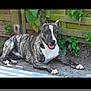 dog, brindle, outdoor, fence, plants, lying_down, pet, canine, smiling, nature, sunlight, happy, animal, fur, tongue, ears_up, ground, greenery, resting, domestic