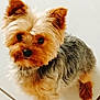 dog, yorkshire_terrier, pet, fur, cute, animal, small_dog, standing, indoor, tile_floor, brown_fur, black_fur, gray_fur, ears, eyes, nose, canine, companion, adorable, fluffy