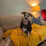 Murphy Wayne joined the competition — help win amazing prizes! dog, small_dog, tshirt, yellow_blanket, couch, living_room, lamp, pillow, beige_couch, pet, indoor, furniture, cozy, home, relaxing, animal, seated, spotlight, decor, comfort