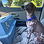 Murphy Wayne is registered to the contest to win money with this photo: dog, spotted_dog, blue_collar, pet_carrier, blanket, car_interior, car_door, side_mirror, window, trees, sunny_day, road, vehicle, passenger_seat, animal, pet, sitting, looking_out_window, travel, road_trip