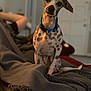 animal_portrait, blanket, blue_collar, blurred_background, brown_spots, companion, cozy, curious, dog, domestic_animal, furniture, head_tilt, human, indoor, living_room, pet, relaxed, sitting, spotted_dog, white_spots