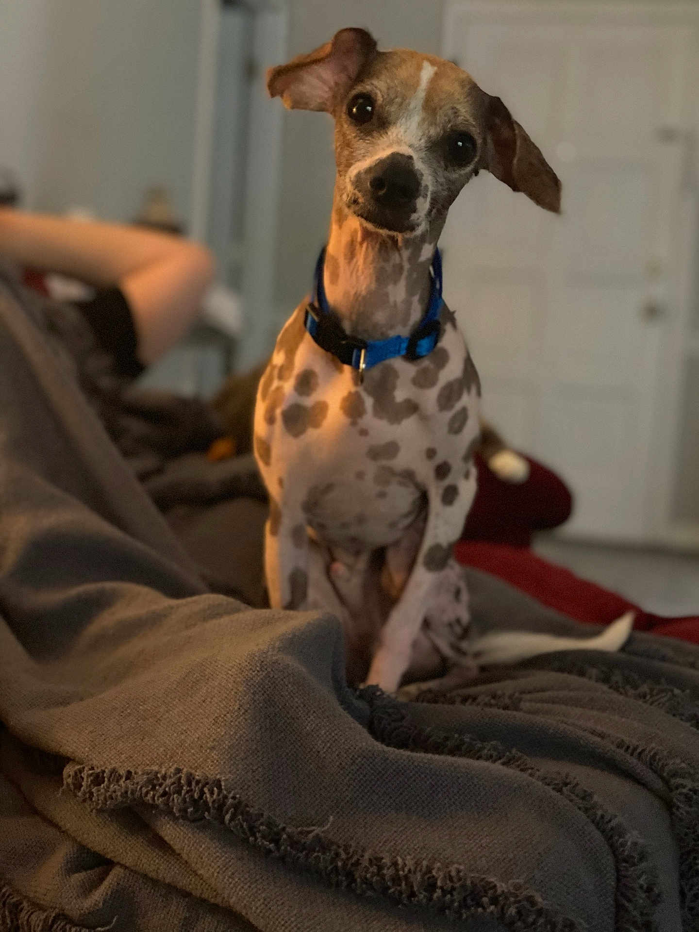 Murphy Wayne is registered to the contest to win money with this photo: dog, spotted_dog, blue_collar, blanket, indoor, pet, curious, head_tilt, cozy, human, blurred_background, living_room, relaxed, furniture, domestic_animal, brown_spots, white_spots, sitting, animal_portrait, companion