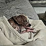 Murphy Wayne is registered to the contest to win money with this photo: dog, blanket, bed, comforter, sleeping, cozy, indoor, resting, furry, spotted, paw, snuggled, pet, collar, fur, relaxed, warm, home, quiet, soft