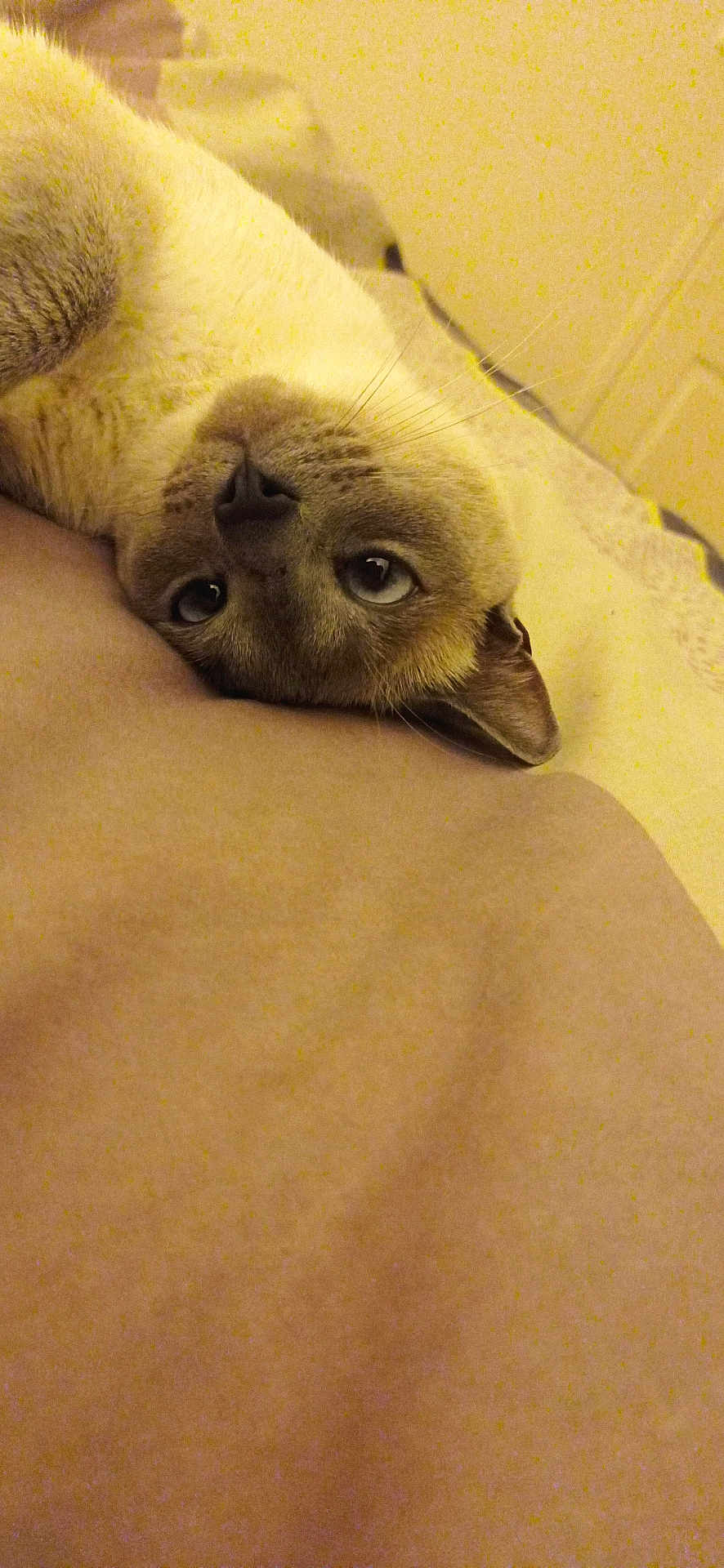 Lizzie