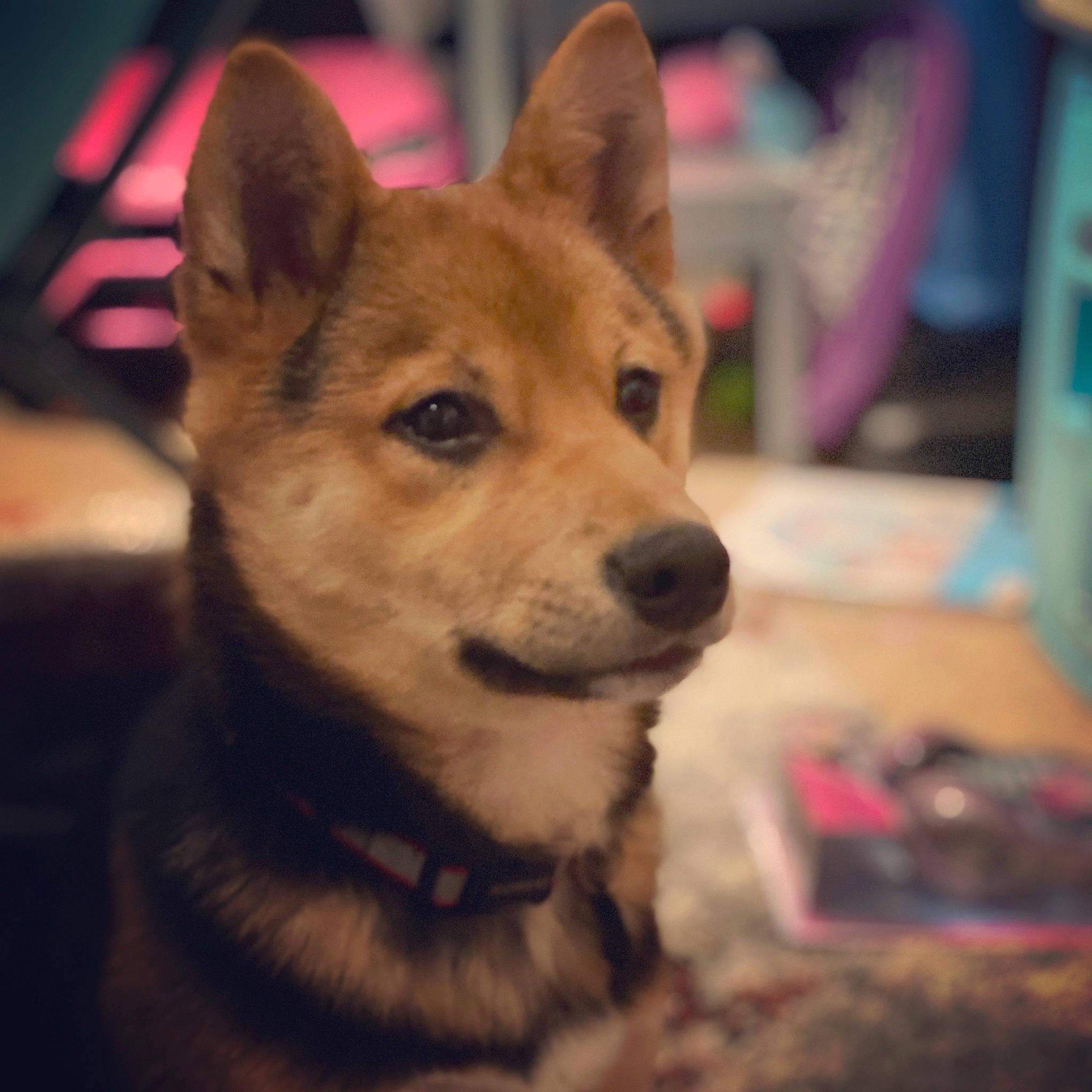 Zuko joined the competition — help win amazing prizes! canidae, canis, carnivore, companion_dog, dingo, dog, dog_breed, fawn, flooring, fur, puppy, snout, spitz, sporting_group, terrestrial_animal, whiskers, wildlife, window, working_animal, working_dog