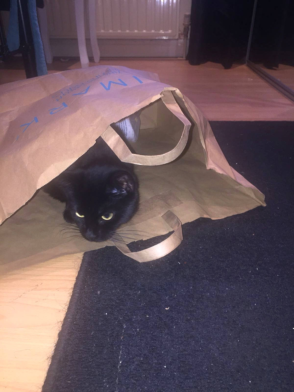 Taloula is registered to the contest to win money with this photo: automotive_exterior, black_cat, carnivore, cat, comfort, darkness, domestic_short_haired_cat, felidae, floor, flooring, grey, hardwood, road_surface, room, small_to_medium_sized_cats, space, tail, tints_and_shades, whiskers, wood