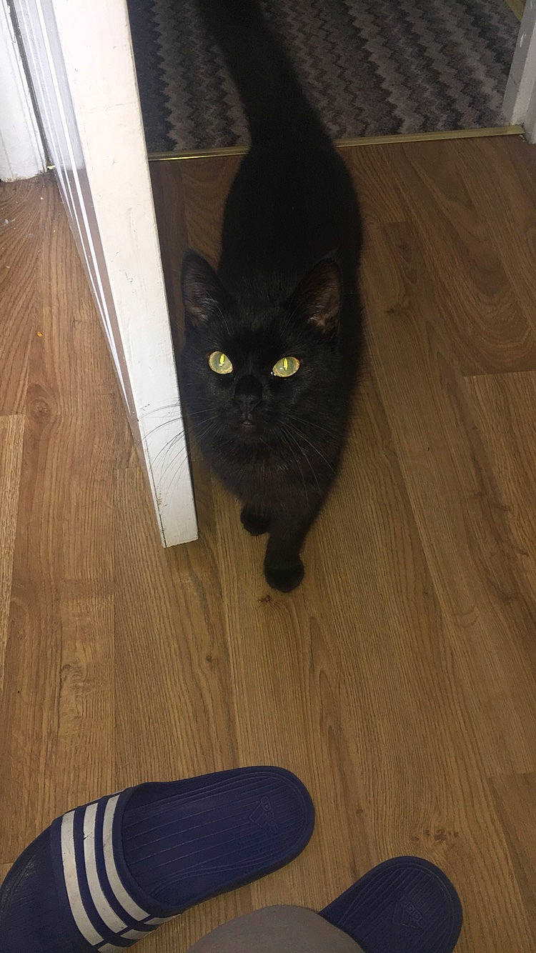 Taloula is registered to the contest to win money with this photo: black, black_cat, bombay, carnivore, cat, domestic_short_haired_cat, felidae, floor, flooring, grey, hardwood, laminate_flooring, small_to_medium_sized_cats, snout, tail, varnish, walking_shoe, whiskers, wood, wood_stain