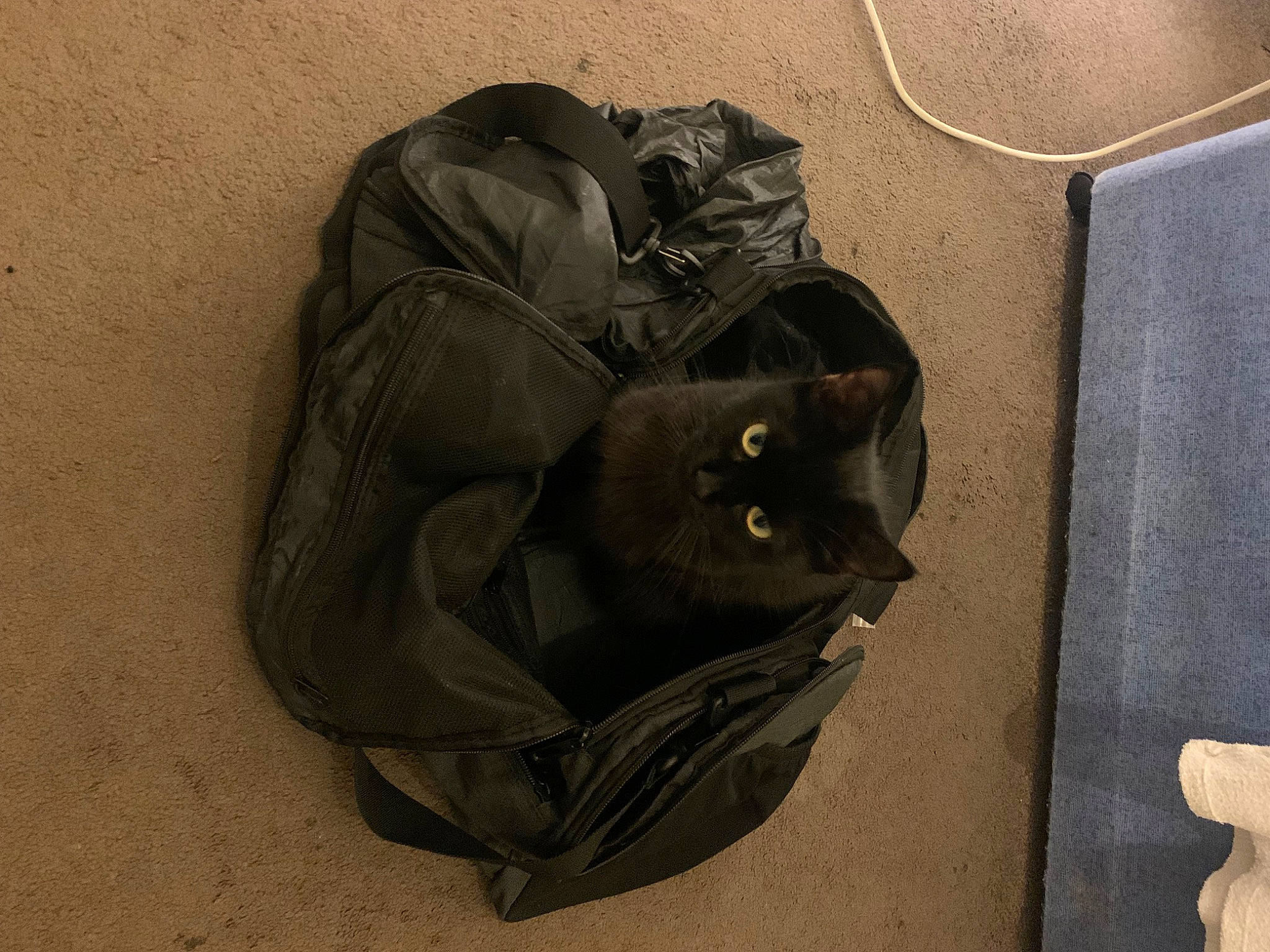 Taloula is registered to the contest to win money with this photo: bag, baggage, black_cat, cat, comfort, domestic_short_haired_cat, felidae, fur, grey, luggage_and_bags, small_to_medium_sized_cats, whiskers, wood