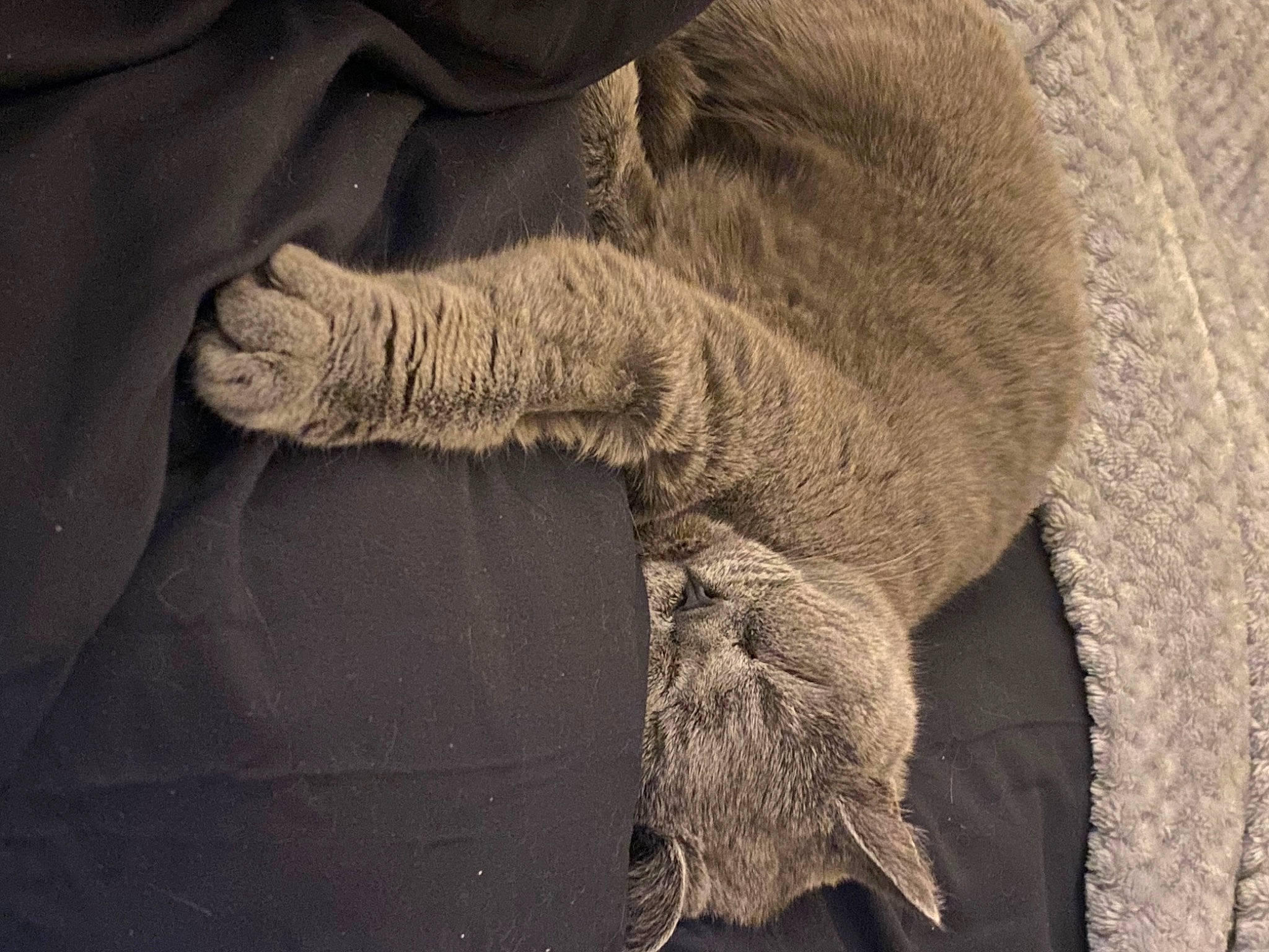 Doja Cat is registered to the contest to win money with this photo: art, big_cats, carnivore, comfort, felidae, fur, gesture, grey, monochrome, monochrome_photography, paw, sculpture, shadow, small_to_medium_sized_cats, sporting_group, tail, terrestrial_animal, wildlife, wood, wrinkle