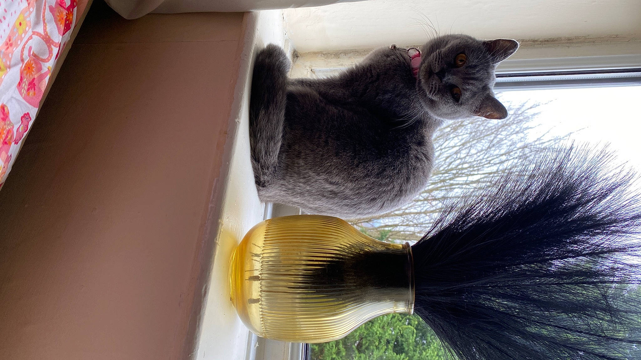 Doja Cat joined the competition — help win amazing prizes! carnivore, cat, cat_supply, domestic_short_haired_cat, felidae, fur, household_cleaning_supply, metal, natural_material, plant, room, russian_blue, small_to_medium_sized_cats, table, tableware, tail, thread, whiskers, window, wood