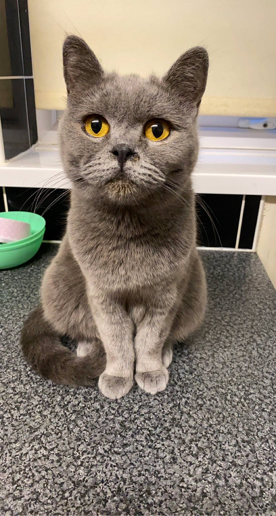 Doja Cat joined the competition — help win amazing prizes! carnivore, cat, domestic_short_haired_cat, felidae, fur, grey, paw, russian_blue, small_to_medium_sized_cats, tail, terrestrial_animal, whiskers