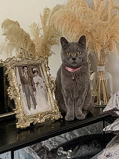 Doja Cat is registered to the contest to win money with this photo: art, carnivore, cat, domestic_short_haired_cat, felidae, fur, grey, painting, russian_blue, small_to_medium_sized_cats, snout, tail, terrestrial_animal, visual_arts, whiskers, winter