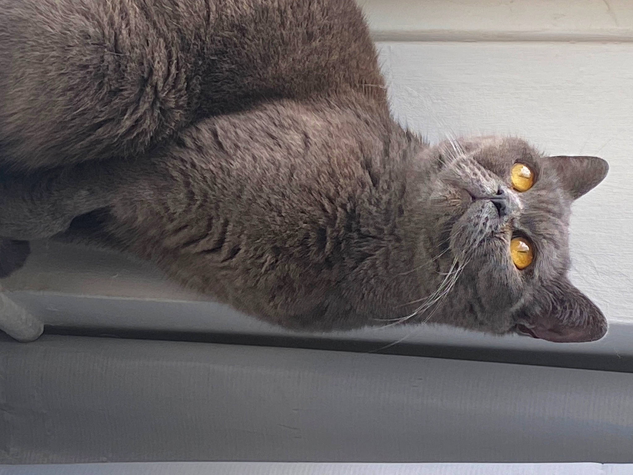 Tokyo Moon joined the competition — help win amazing prizes! black_cat, carnivore, cat, claw, comfort, domestic_short_haired_cat, eye, felidae, fur, grey, paw, russian_blue, small_to_medium_sized_cats, snout, tail, terrestrial_animal, whiskers