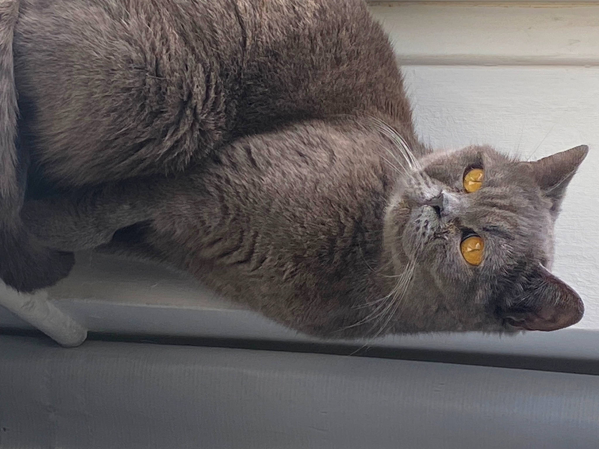 Tokyo Moon joined the competition — help win amazing prizes! carnivore, cat, claw, domestic_short_haired_cat, felidae, fur, grey, plant, russian_blue, small_to_medium_sized_cats, snout, tail, terrestrial_animal, whiskers