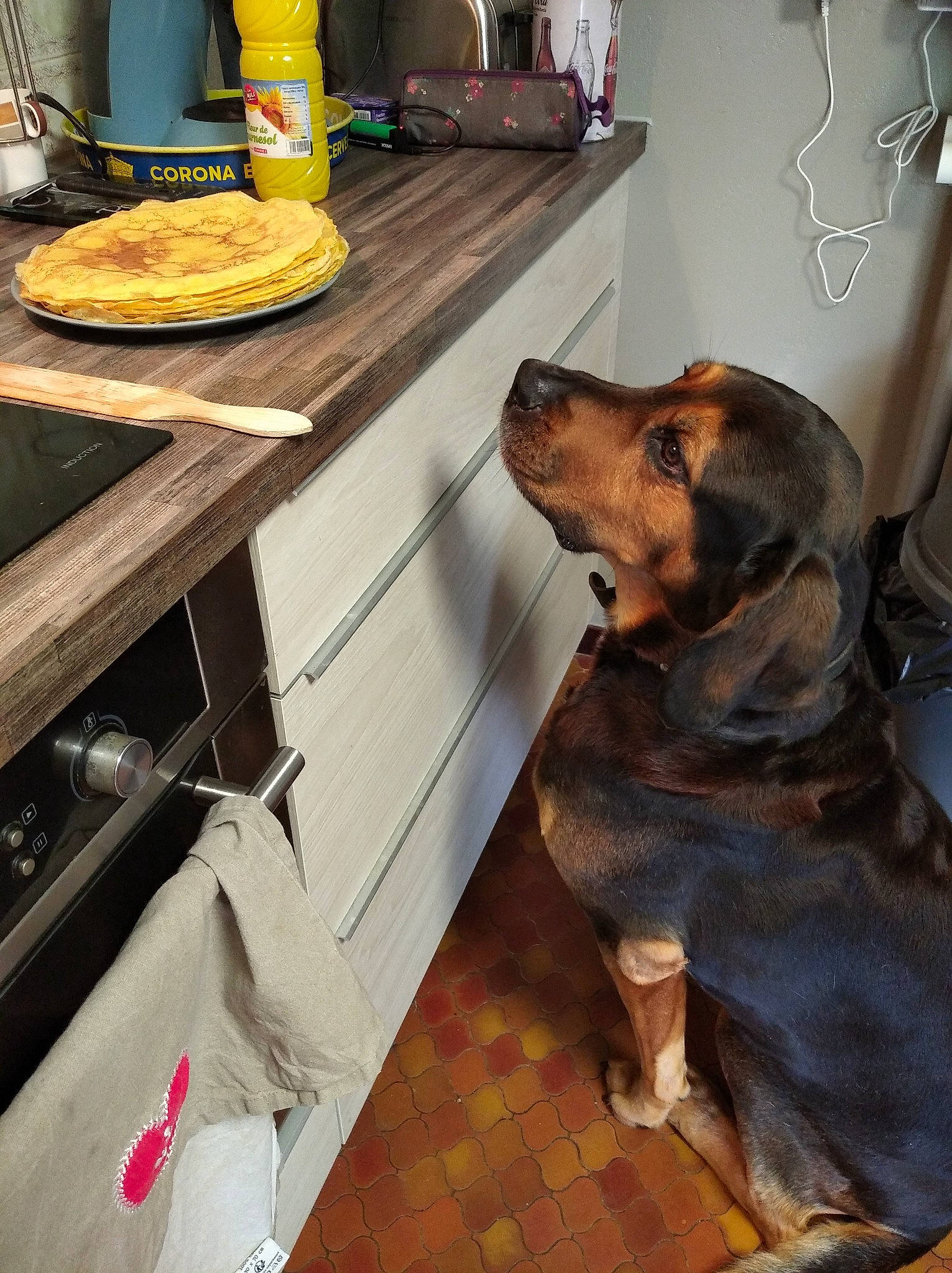 Elmo participe au concours pour gagner de l'argent avec cette photo : carnivore, companion_dog, cooking, dog, dog_breed, fawn, floor, flooring, food, hardwood, kitchen_appliance, liver, pet_supply, plate, snout, sporting_group, table, tableware, wood, working_animal