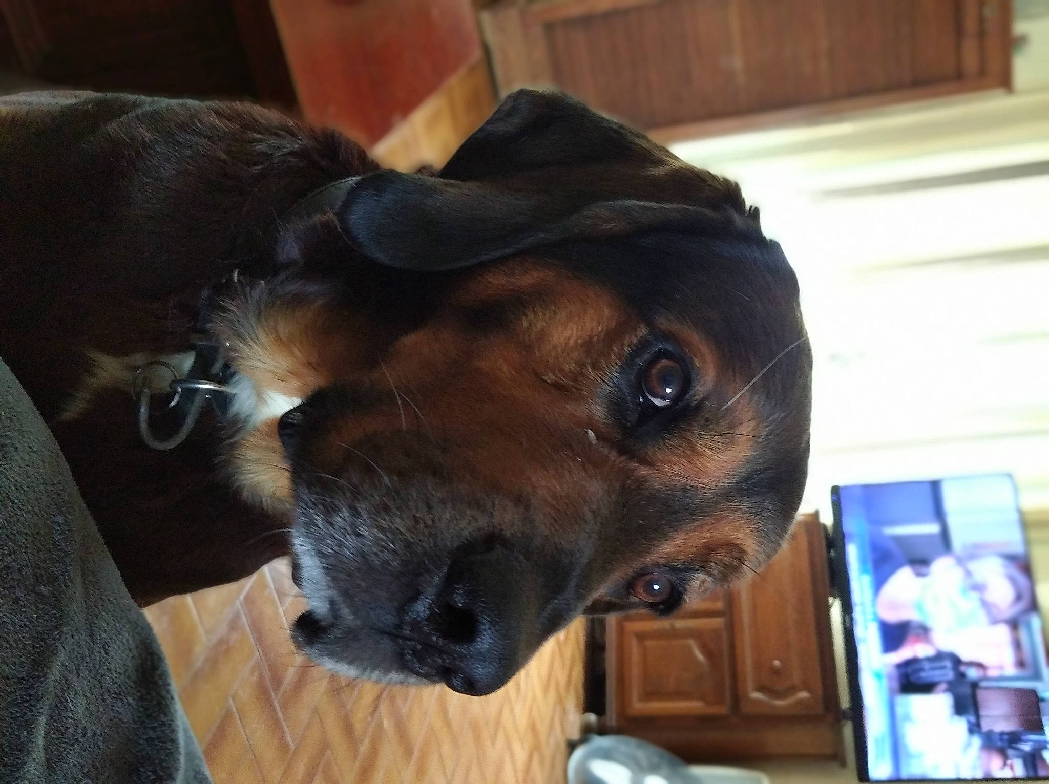 Elmo participe au concours pour gagner de l'argent avec cette photo : canidae, carnivore, comfort, communication_device, companion_dog, dog, dog_breed, ear, fawn, fur, guard_dog, jaw, liver, mobile_phone, portable_communications_device, selfie, snout, sporting_group, whiskers, working_animal