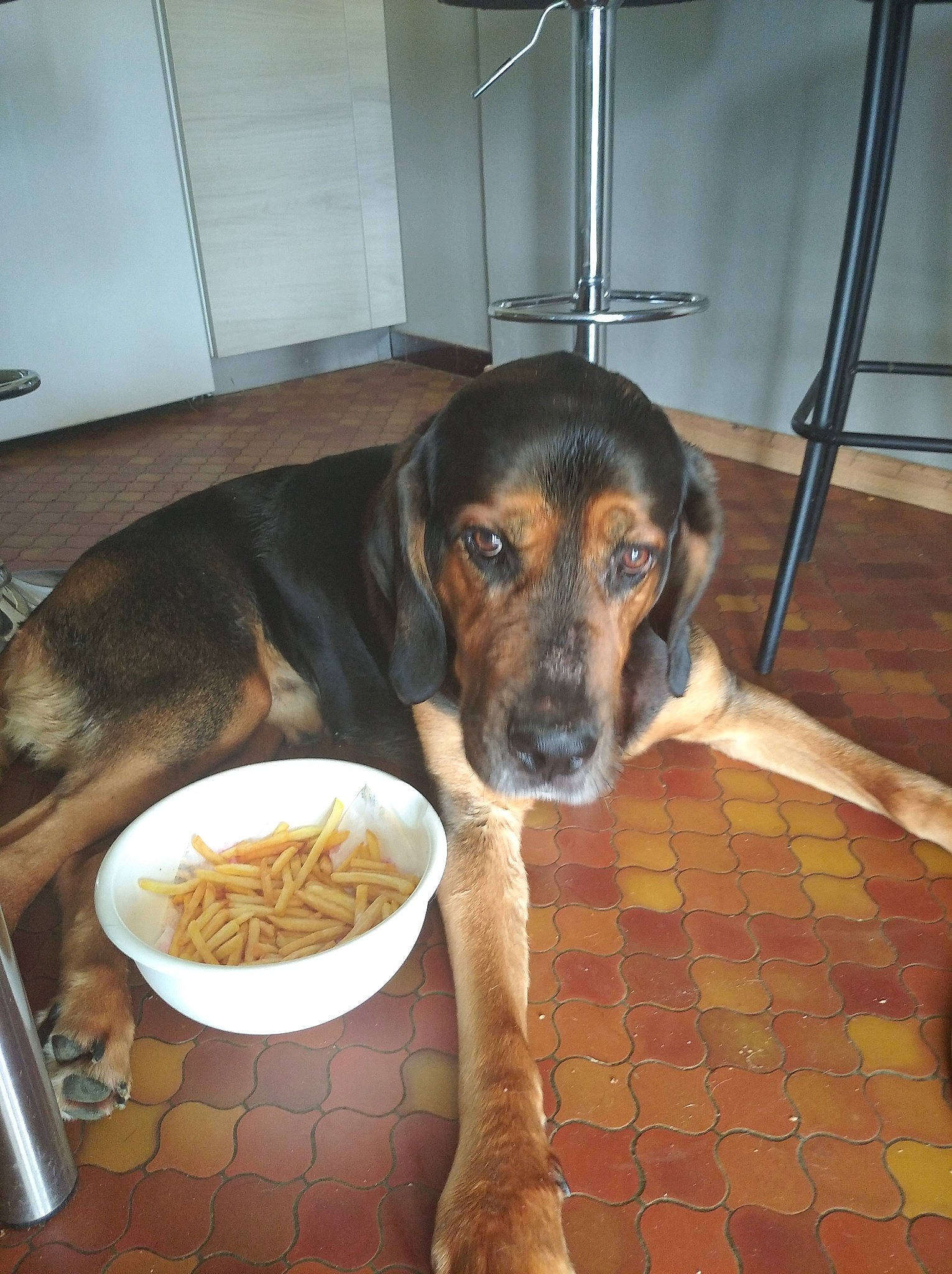 Elmo a rejoint le concours — aidez-le/la à gagner de superbes lots ! animal_feed, canidae, carnivore, comfort, companion_dog, dog, dog_breed, dog_supply, fawn, flooring, fur, guard_dog, hardwood, pet_food, pet_supply, snout, sporting_group, terrestrial_animal, working_animal, working_dog