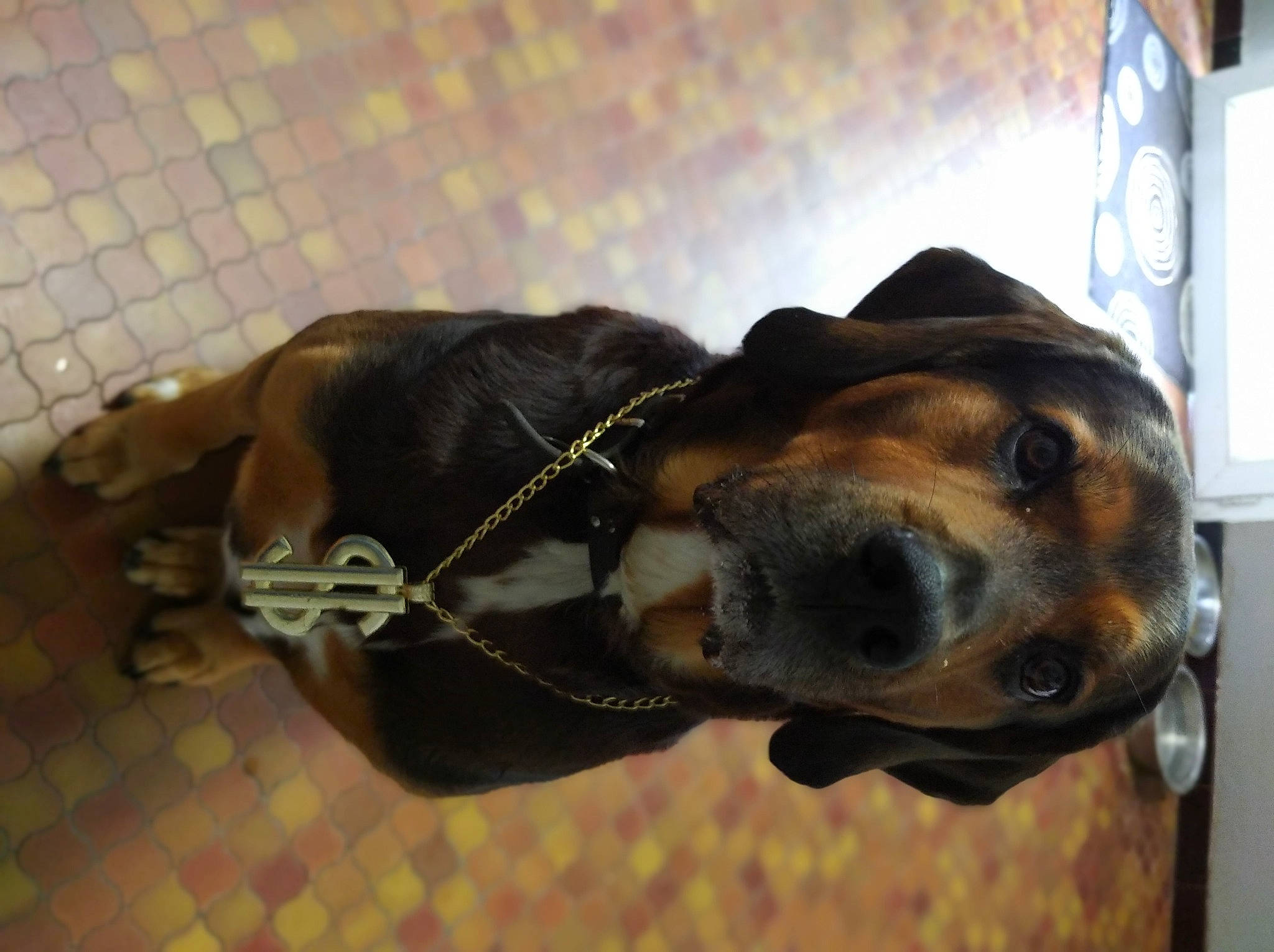 Elmo participe au concours pour gagner de l'argent avec cette photo : canidae, carnivore, collar, companion_dog, dog, dog_breed, dog_collar, ear, fashion_accessory, fawn, guard_dog, jaw, leash, liver, pet_supply, snout, sporting_group, terrestrial_animal, whiskers, working_animal