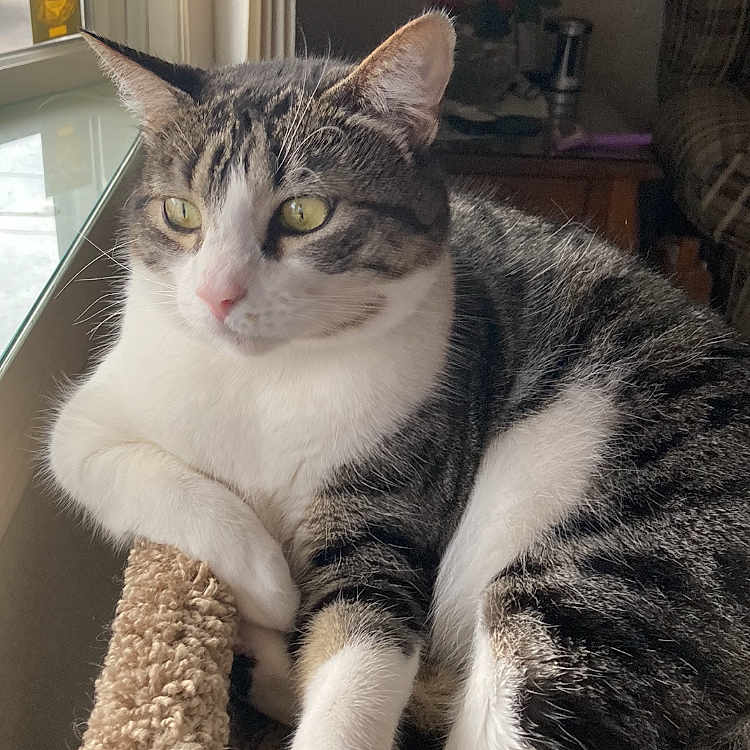 Gabby joined the competition — help win amazing prizes! abyssinian, animal, architecture, armchair, blanket, building, cat, chair, couch, cushion, furniture, hardwood, homedecor, indoors, kitten, livingroom, manx, pet, room, wood