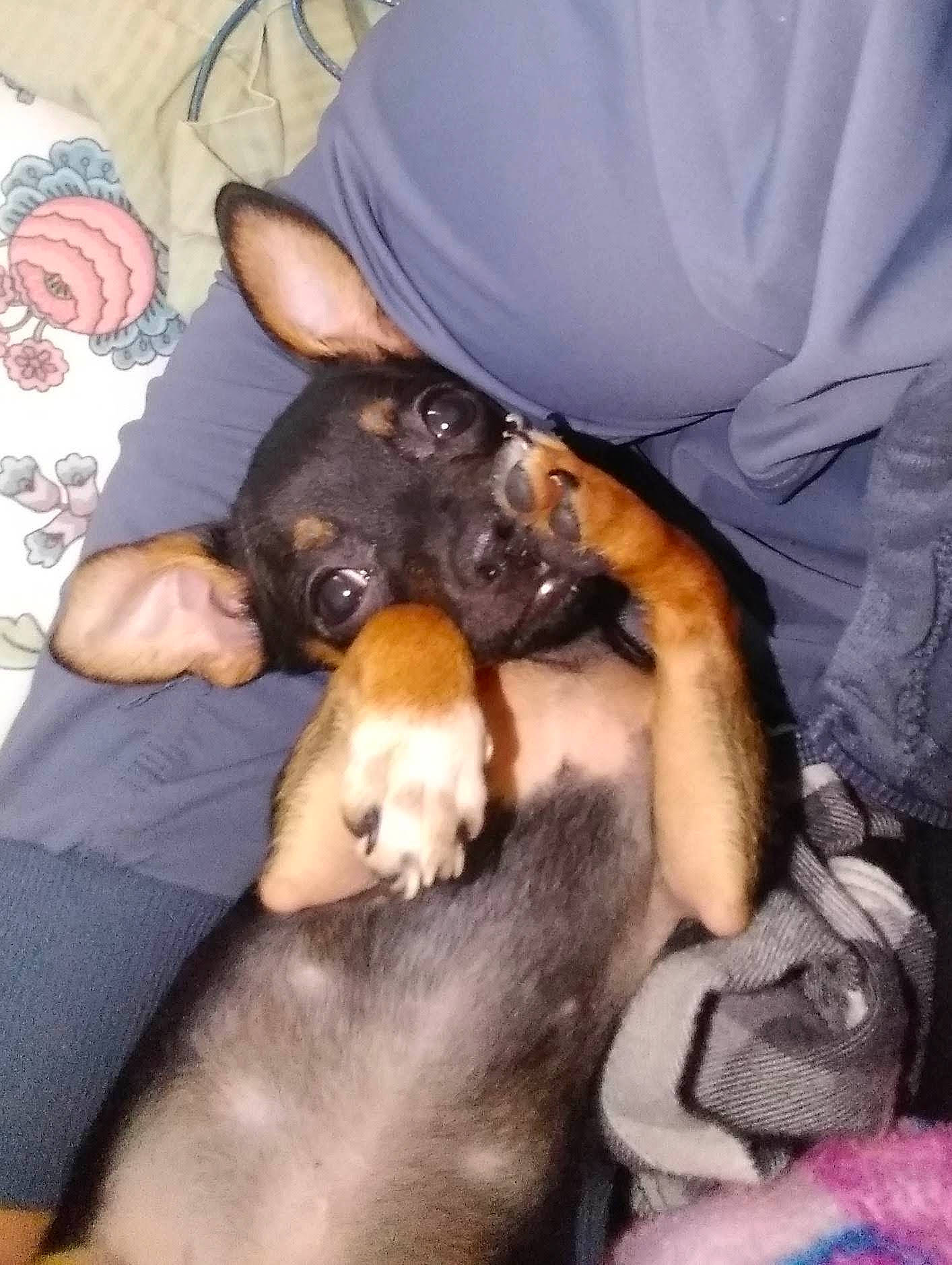 Munchkin joined the competition — help win amazing prizes! canidae, carnivore, comfort, companion_dog, dog, dog_breed, ear, fawn, fur, guard_dog, lap, nap, paw, prazsky_krysarik, puppy, puppy_love, snout, sporting_group, toy_dog, working_animal