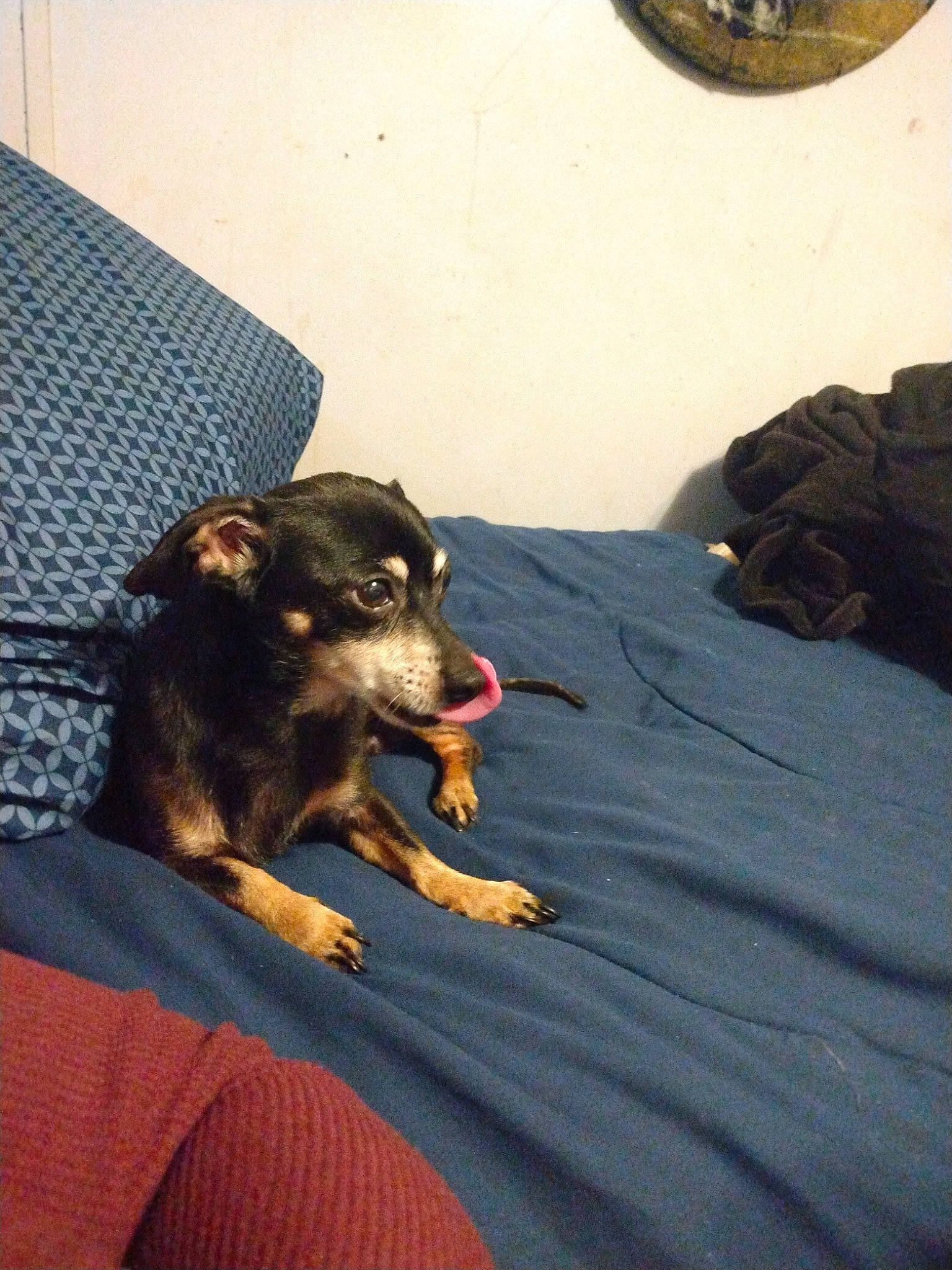 Whittles is registered to the contest to win money with this photo: canidae, carnivore, comfort, companion_dog, darkness, dog, dog_breed, fawn, flooring, fun, fur, guard_dog, linens, paw, snout, sporting_group, tints_and_shades, toy_dog, whiskers, working_dog