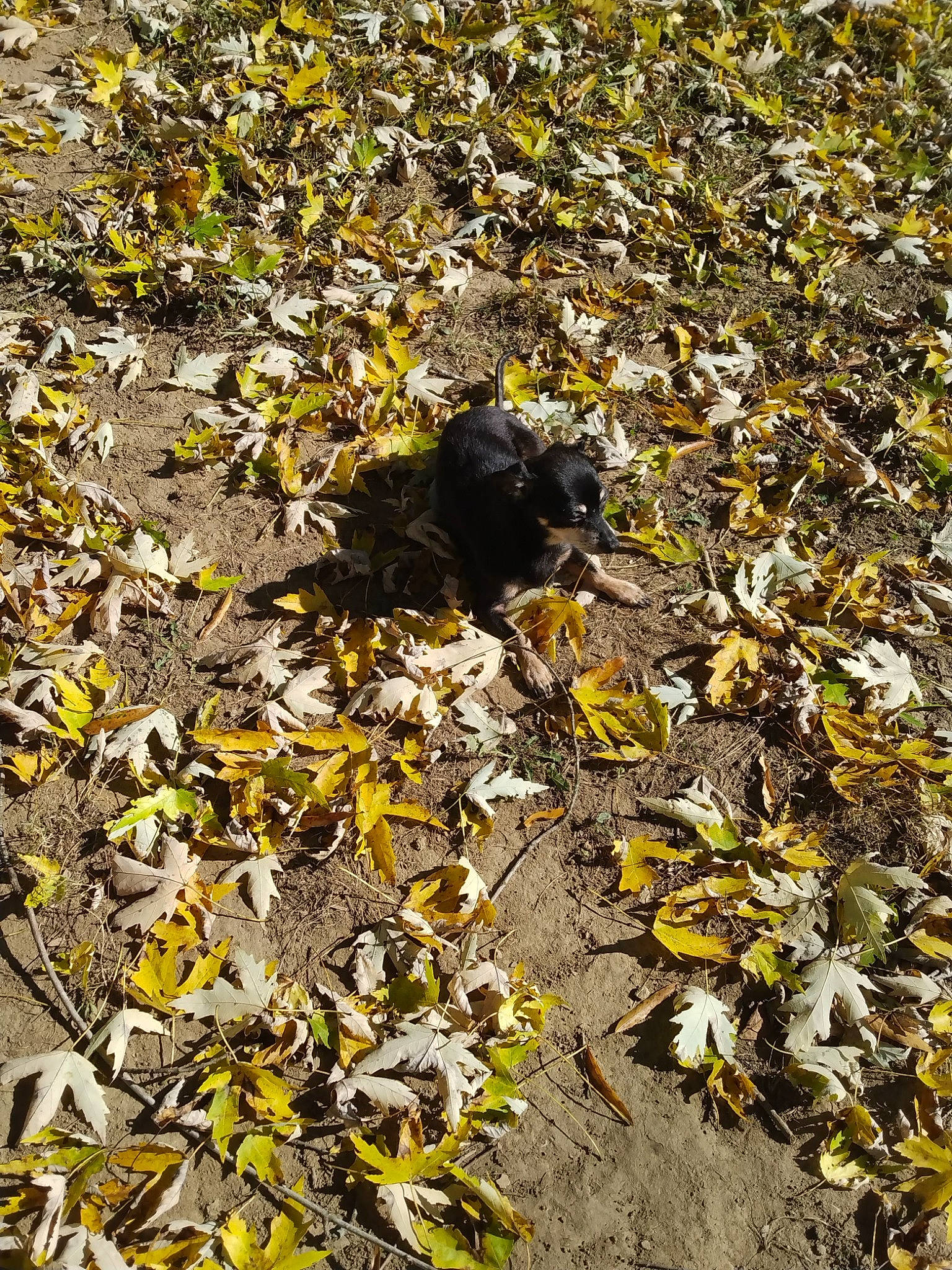 Whittles is registered to the contest to win money with this photo: asphalt, autumn, deciduous, glove, grass, groundcover, northern_hardwood_forest, plant, road_surface, rock, shadow, soil, terrestrial_animal, tints_and_shades, twig, wildlife, wood