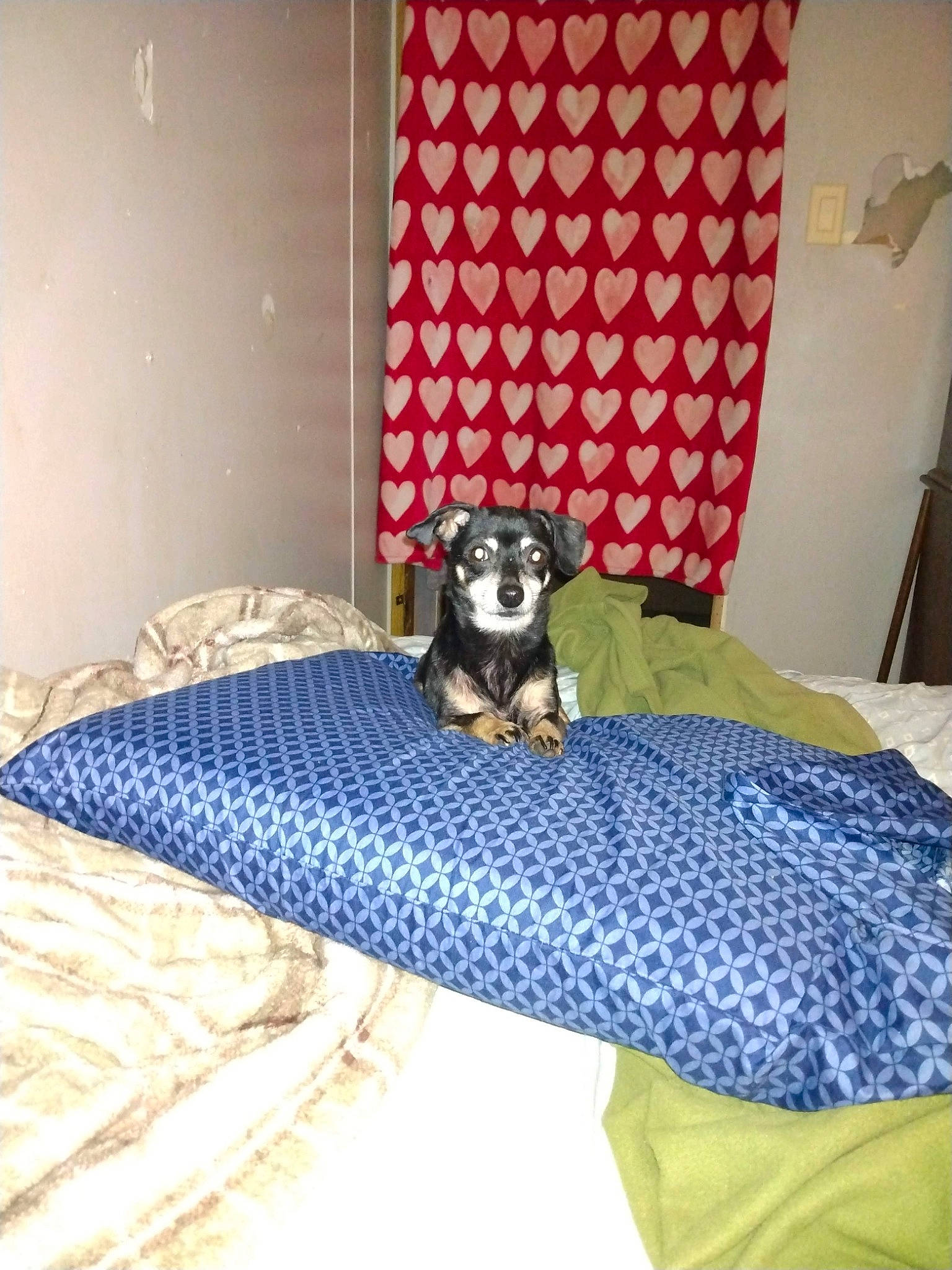 Whittles joined the competition — help win amazing prizes! bed, bed_frame, bed_sheet, bedding, bedroom, carnivore, comfort, companion_dog, dog, dog_supply, floor, flooring, furniture, interior_design, leisure, linens, pattern, room, textile, window_treatment