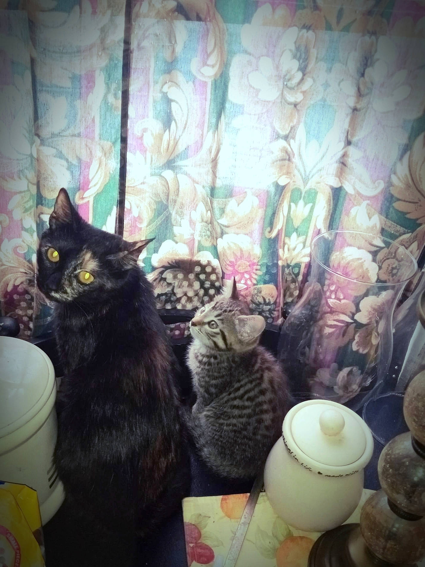 Ms. Kitty joined the competition — help win amazing prizes! carnivore, cat, ceramic, comfort, dishware, domestic_short_haired_cat, earthenware, felidae, fur, porcelain, pottery, room, serveware, small_to_medium_sized_cats, tail, textile, tints_and_shades, whiskers, window, yellow