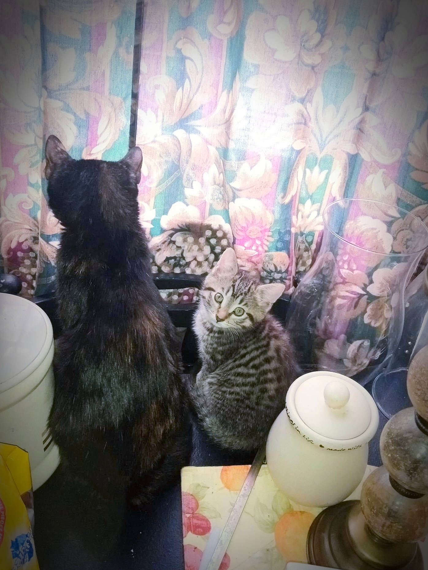 Ms. Kitty is registered to the contest to win money with this photo: black_cat, carnivore, cat, cat_supply, comfort, domestic_short_haired_cat, felidae, fur, interior_design, linens, magenta, porcelain, pottery, room, serveware, small_to_medium_sized_cats, tail, textile, tints_and_shades, whiskers