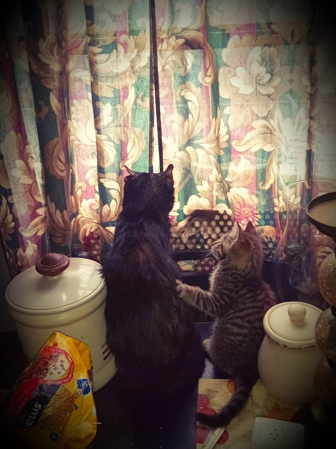 Ms. Kitty joined the competition — help win amazing prizes! carnivore, cat, cloud, curtain, darkness, domestic_short_haired_cat, felidae, fur, interior_design, linens, morning, room, serveware, small_to_medium_sized_cats, tail, textile, tints_and_shades, tree, whiskers, window_treatment