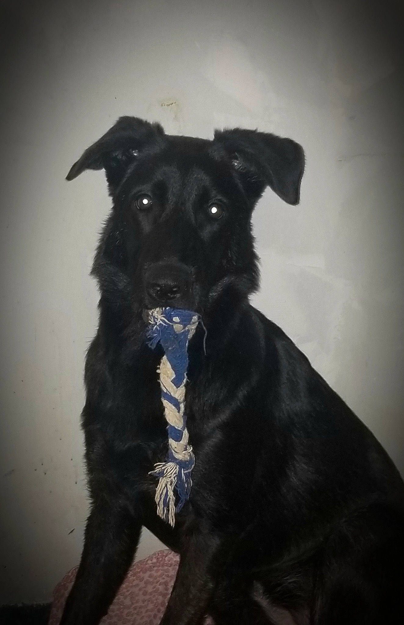 Raven is registered to the contest to win money with this photo: borador, canidae, carnivore, collar, companion_dog, darkness, dog, dog_breed, dog_collar, dog_supply, electric_blue, fur, guard_dog, pet_supply, sleeve, snout, sporting_group, whiskers, working_animal