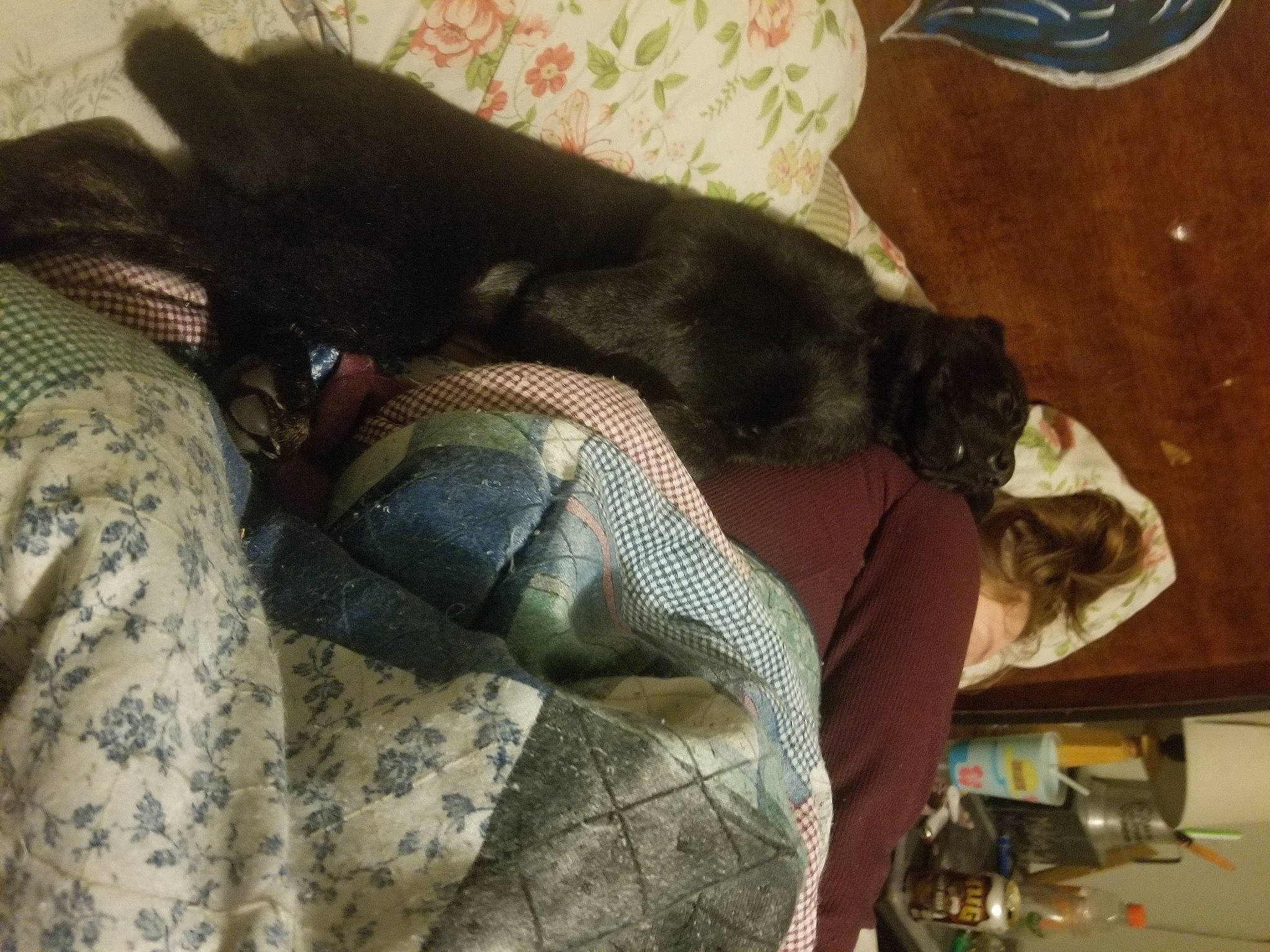 Raven is registered to the contest to win money with this photo: blanket, canidae, carnivore, comfort, companion_dog, dog, dog_breed, fawn, felidae, fur, human_leg, linens, nap, non_sporting_group, pattern, small_to_medium_sized_cats, sporting_group, tail, thigh