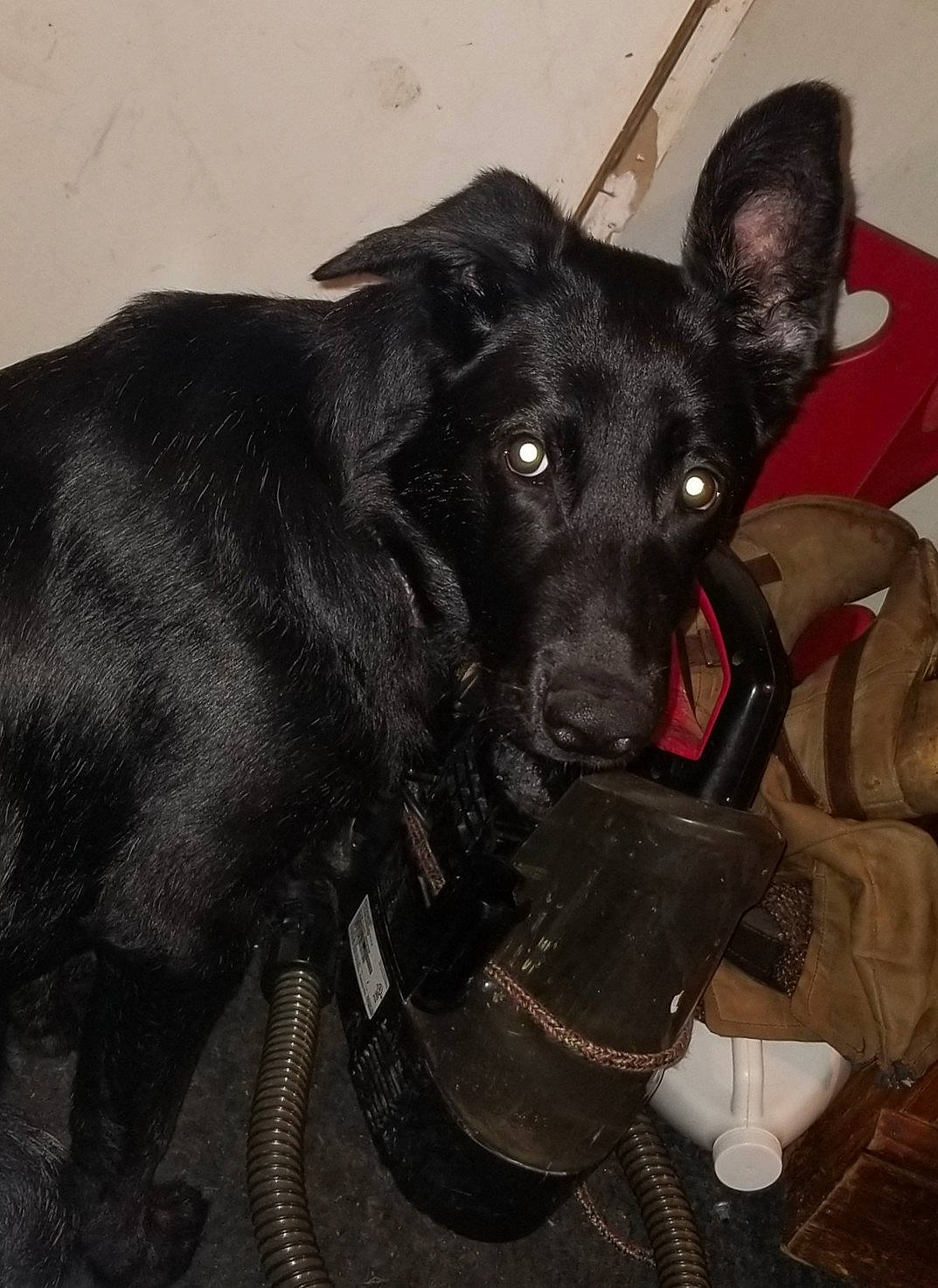 Raven is registered to the contest to win money with this photo: borador, canidae, carnivore, collar, companion_dog, dog, dog_breed, dog_collar, dog_supply, ear, fur, guard_dog, leash, non_sporting_group, personal_protective_equipment, snout, sporting_group, tail, whiskers, working_animal