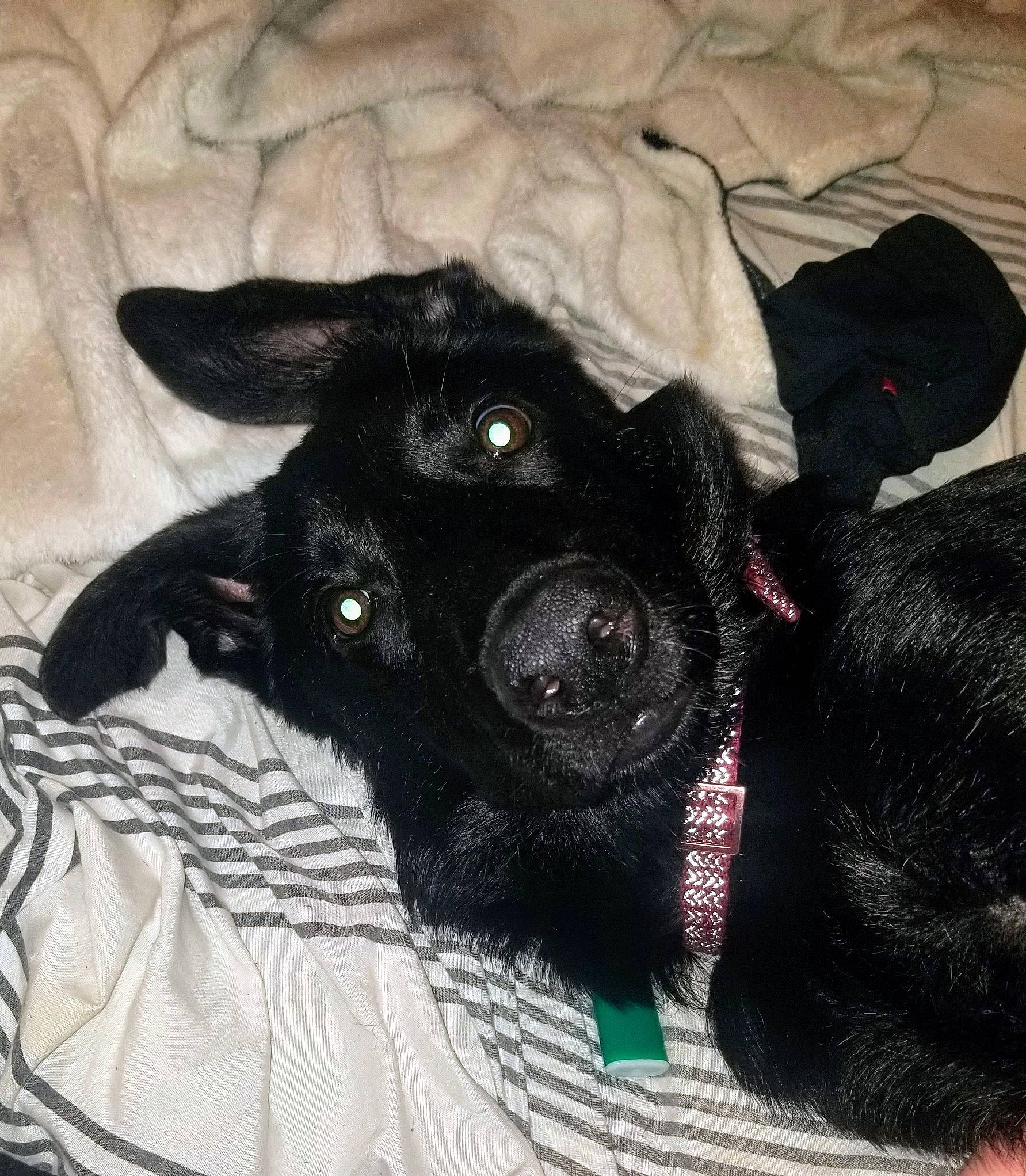 Raven is registered to the contest to win money with this photo: black_cat, borador, canidae, carnivore, comfort, companion_dog, dog, dog_breed, dog_supply, fur, grey, liver, mammal, paw, snout, sporting_group, tail, toy_dog, whiskers, working_animal