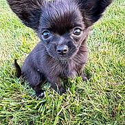 Annie is registered to the contest to win money with this photo: puppy, dog, black_dog, grass, outdoor, cute, small_dog, ears, animal, pet, young_dog, fur, sitting, nature, adorable, eyes, portrait, daylight, playful, canine