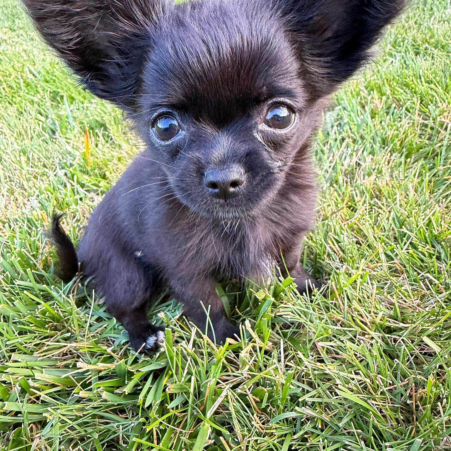Annie