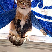 Cocoa joined the competition — help win amazing prizes! animal, blue, calico, cat, closeup, curtain, domestic_cat, feline, fur, house, indoor, paws, pet, portrait, sitting, sunlight, tail, window, windowsill, yellow_eyes