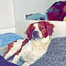 animal, blanket, blue_eyes, brown_and_white, clothing, couch, dog, floppy_ears, fur, furniture, home, indoors, living_room, lounging, nose, pet, portrait, relaxed, sitting, spaniel