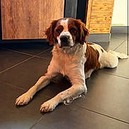 Thor a rejoint le concours — aidez-le/la à gagner de superbes lots ! alert, animal_face, black_nose, brown_and_white, canine, dog, floppy_ears, front_paws, home, indoor, kitchen, long_legs, lying_down, pet, photography, portrait, relaxed, tile_floor, white_chest, wooden_cabinet