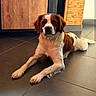 alert, animal_face, black_nose, brown_and_white, canine, dog, floppy_ears, front_paws, home, indoor, kitchen, long_legs, lying_down, pet, photography, portrait, relaxed, tile_floor, white_chest, wooden_cabinet