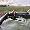 cloudy_sky, countryside, curious, dog, drinking, farming, farmland, field, funny, grass, hedgerow, metal_trough, outdoor, reflection, rural, spaniel, sunset, tongue_out, water, water_trough