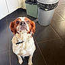animal, brown_and_white, centered_subject, collar, dog, floppy_ears, home, indoors, kitchen, long_fur, looking_up, pet, photography, portrait, recycling_bin, sitting, spaniel, tiled_floor, trash_can, wide_eyes
