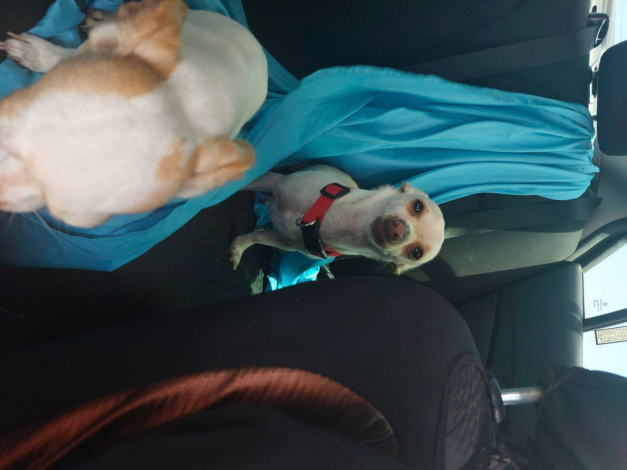 Iggy is registered to the contest to win money with this photo: auto_part, canidae, car_seat, car_seat_cover, carnivore, comfort, companion_dog, dog, dog_breed, family_car, felidae, luxury_vehicle, mammal, paw, personal_luxury_car, sporting_group, tail, toy_dog, vehicle_door, whiskers
