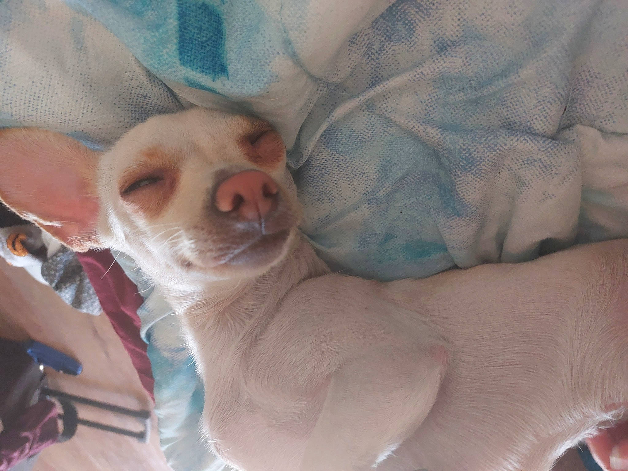 Iggy joined the competition — help win amazing prizes! carnivore, comfort, companion_dog, dog, dog_breed, fawn, felidae, fur, linens, paw, small_to_medium_sized_cats, tail, terrestrial_animal, toy_dog, whiskers