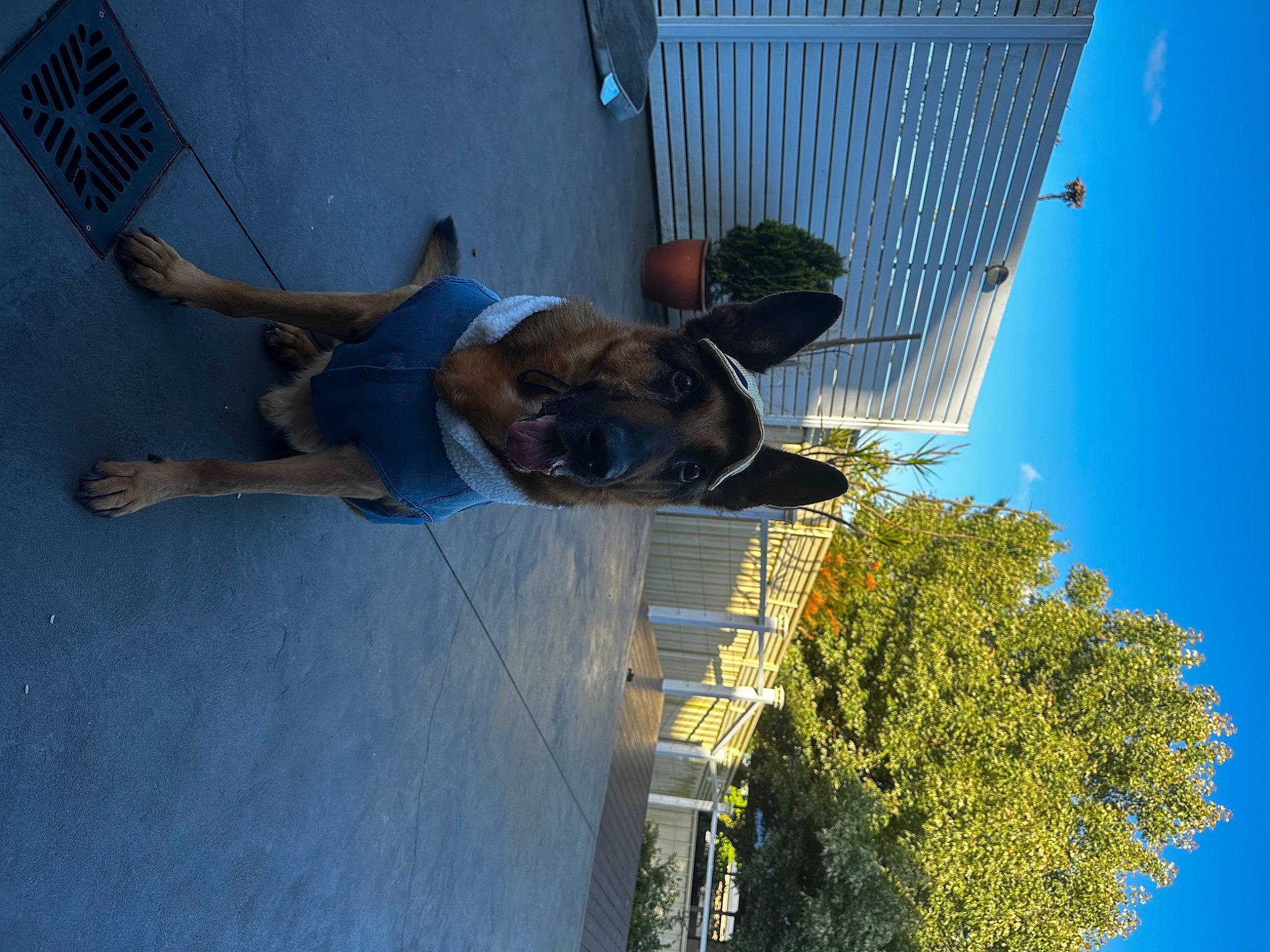 Eli is registered to the contest to win money with this photo: blue, building, condominium, dog, facade, fun, leisure, mesh, pole, public_utility, reflection, shadow, sky, sporting_group, street_light, tree, walking_shoe