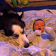 Charlie is registered to the contest to win money with this photo: baby, dog, husky, pet, infant, blanket, carpet, floor, indoor, animal, person, resting, cute, fur, face, clothing, towel, home, portrait, relaxation