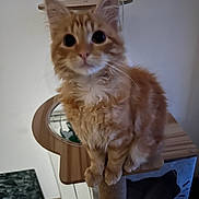 Caramel a rejoint le concours — aidez-le/la à gagner de superbes lots ! cat, kitten, ginger_cat, orange_fur, fluffy, longhaired, pet, animal, sitting, cat_tree, scratching_post, wood, indoor, home, furniture, portrait, cute, wide_eyes, whiskers, vertical_photo