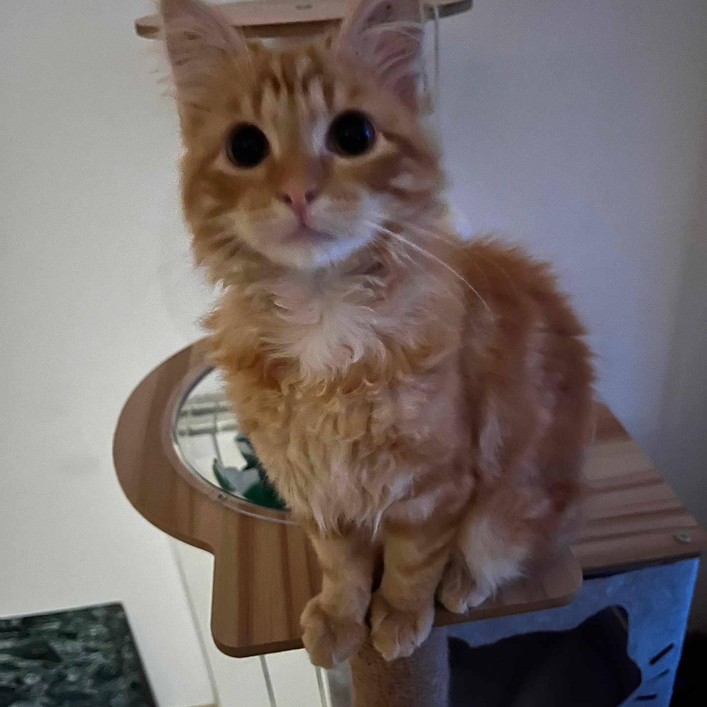 Caramel